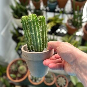 Euphorbia Fruticosa